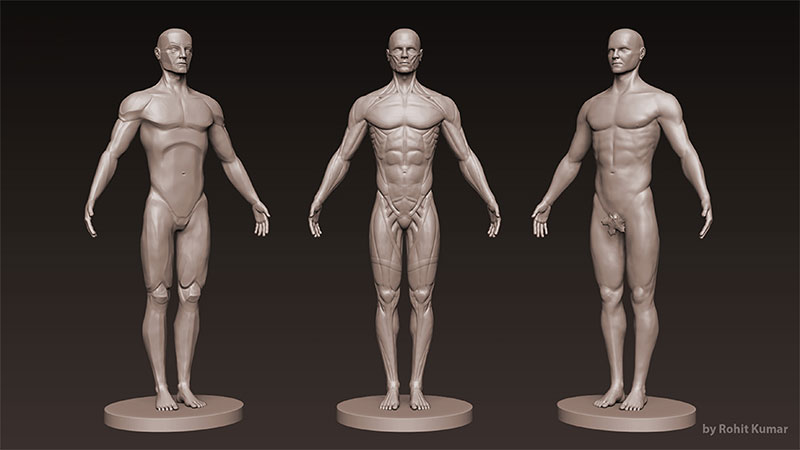 Human Anatomy Model